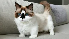 He eivät koskaan kasva isoiksi: Pienet kissarodut, jotka pysyvät suloisina pentuina ikuisesti