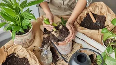 Kasvien nopean kasvun salaisuus: kuinka käyttää meripihkahappoa oikein ja saada kaksinkertainen kasvu