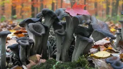 Metsän salaperäinen vieras: musta aarteensieni, joka hämmästyttää paitsi ulkonäöllään myös maullaan