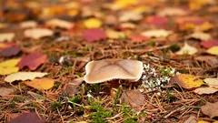 Syksyn metsän huomaamaton aarre: Tämä sieni maistuu erinomaiselta – mistä sitä löytää?