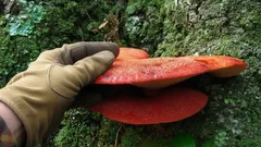 Sieni, joka maistuu naudanlihalta? Metsiemme ainutlaatuinen sesonkiherkku