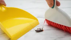 Siisti koti, ei torakoita – näin katkaiset saksantorakan lisääntymisen