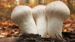 Huomaamaton sienen helmi kosteissa metsissä: upea ihme, joka täytyy tunnistaa oikein