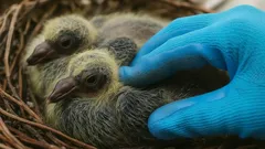 Kyyhkyset: ainoat linnut ilman lapsuutta? Miksi kukaan ei ole koskaan nähnyt niiden poikasia