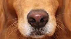 Koirat tunnistavat ilon ja pelon hajun perusteella – mutta reagoivat yllättävällä tavalla