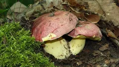 Sienimaailman kuningas: kielletty hedelmä uskomattomalla aromilla ja maulla – missä se kasvaa?