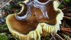 Metsän ihme kasvaa jopa pakkasessa: loistava sieni, joka yllättää paitsi maullaan