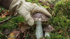 Värimuuttava sieni: harvinainen aarre koivujen juurella ja miksi sitä ei kannata kerätä